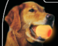 Dog Toys