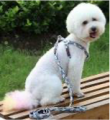 Harness (Style A)