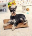 Bed, Pad