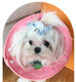 Grooming Wear