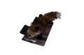 Dog Toys