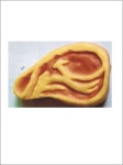 Dog Toys
